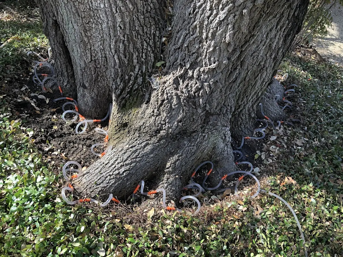 Detailed Tree Cabling and Bracing job site in Patchogue