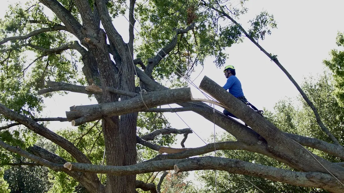 Professional Crown Thinning performed by certified arborists in Patchogue