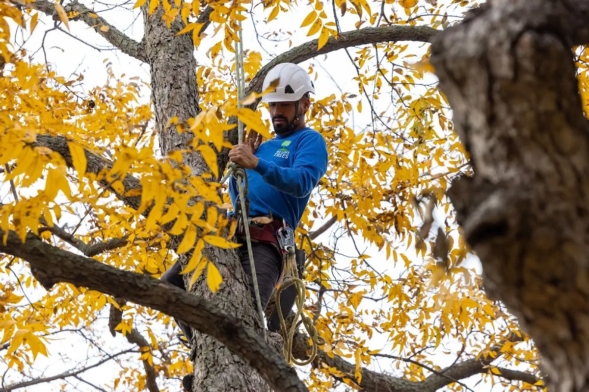 Skilled Tree Pruning crew working in Patchogue